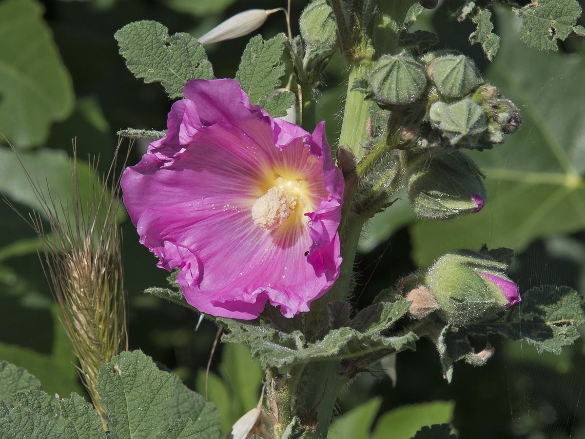 Blüte